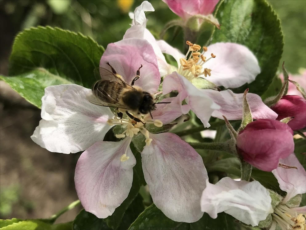 Eine Biene auf einer Blume