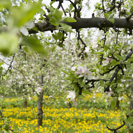 Bluehende Apfelbäume in Dodow